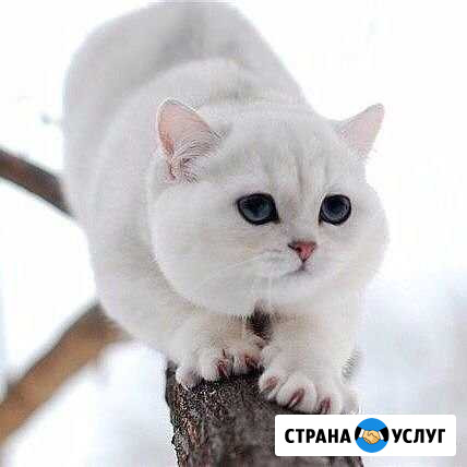 Передержка кошек Ульяновск - изображение 1