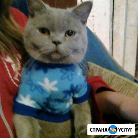 Услуги кота страйта Зея - изображение 1