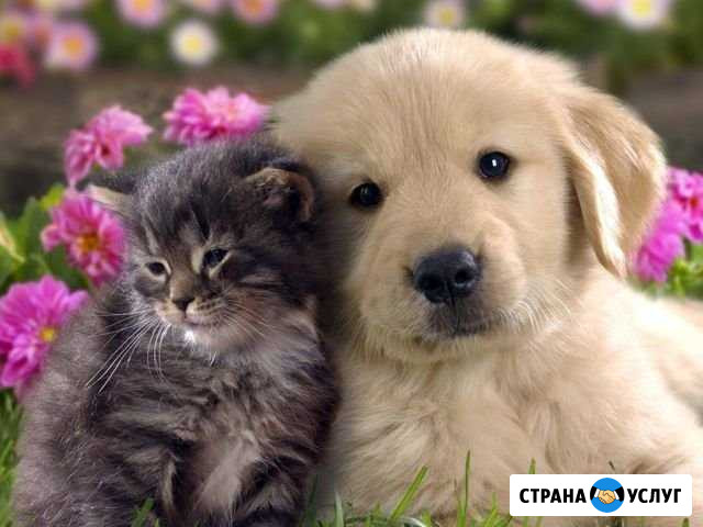 Передержка животных Вольск - изображение 1