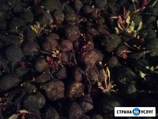 Корм для животных Батырево - изображение 1