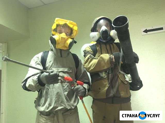 Уничтожение клопов, тараканов, муравьев, блох Талдом - изображение 1