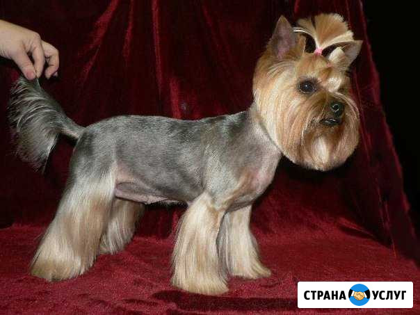 Стрижка собак. Выезд на дом Липецк - изображение 1