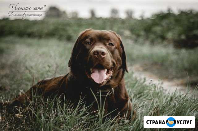 Домашняя зоогстиница Курск - изображение 1