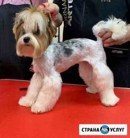 Услуги грумера Белгород