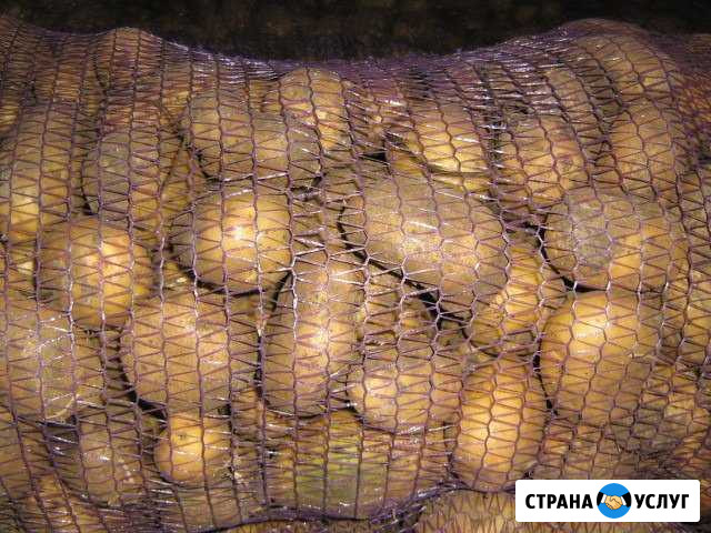 Картофель Ижевск - изображение 1