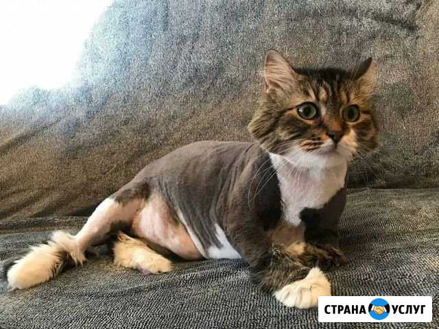 Кошечки в красивой и удобной стрижке Калининград - изображение 1