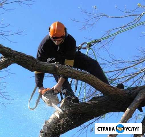 Спил деревьев Астрахань - изображение 1
