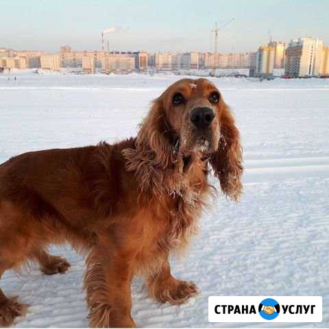 Выгул собак Чебоксары - изображение 1