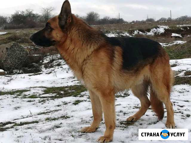 Дрессировка собак Будённовск - изображение 1