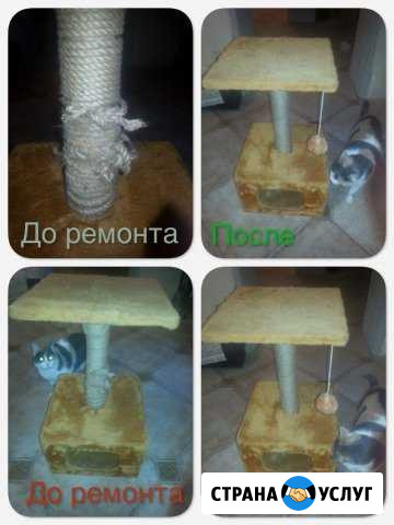 Ремонт Когтеточки Брянск - изображение 1