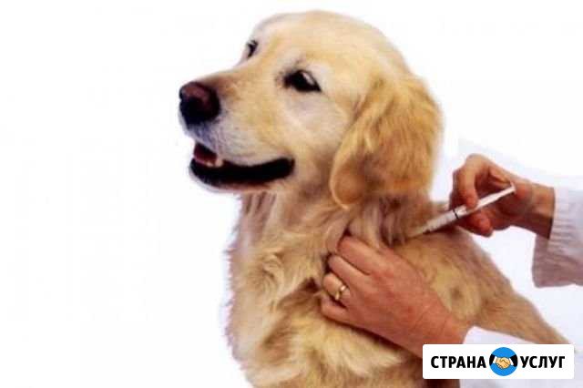 Вакцинация животных на дому Калининград - изображение 1