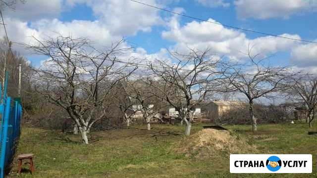 Грамотная обрезка сада, плодовых деревьев Смоленск - изображение 1