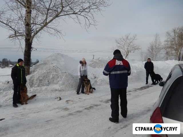 Дрессировка собак Новокузнецк - изображение 1