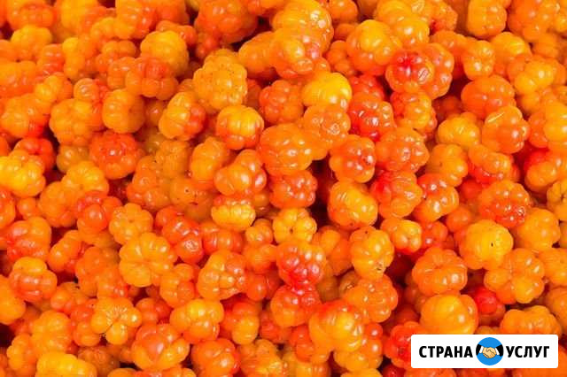 Морошка Вологда - изображение 1