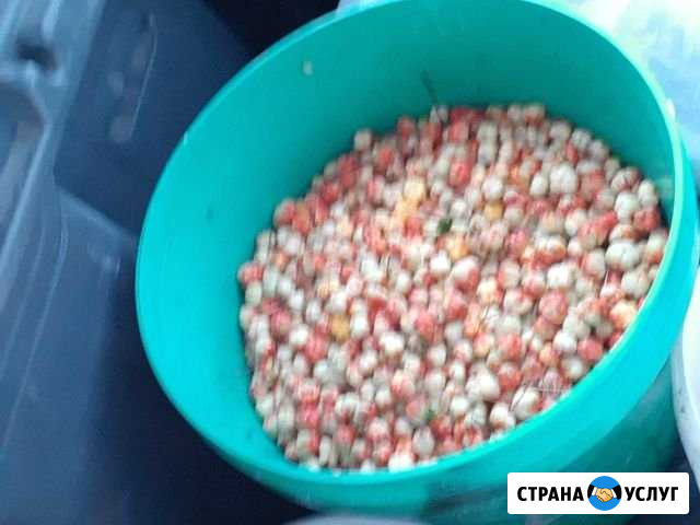 Морошка Петрозаводск - изображение 1