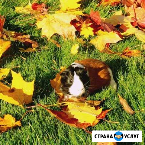 Передержка животных Уфа - изображение 1