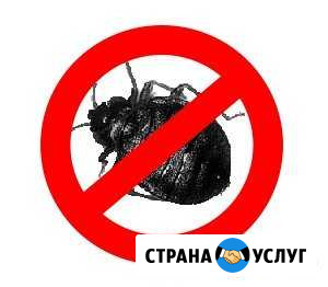 Тараканов нет Клопов нет Клещей нет Грызунов нет Чехов - изображение 1