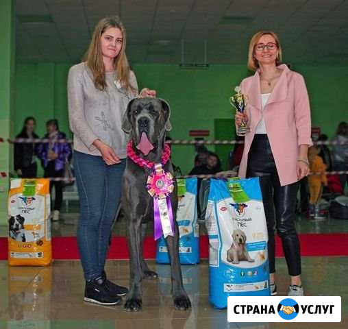 Подготовка собак к выставкам. Хендлер Лиски - изображение 1