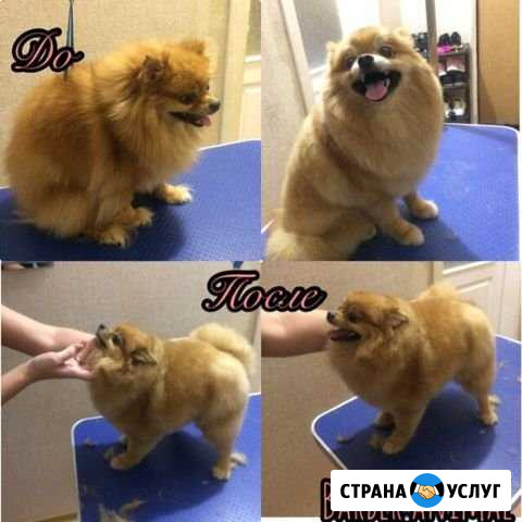 Стрижка, груминг собак, кошек Орёл - изображение 1