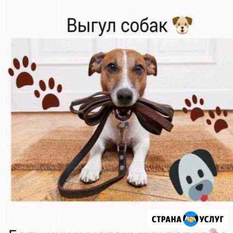 Выгул собак Выкса