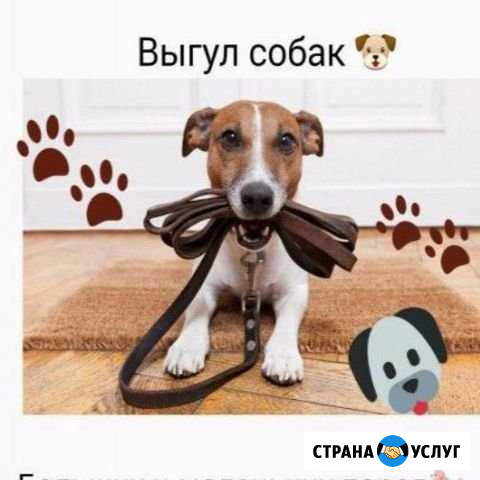 Выгул собак Выкса - изображение 1