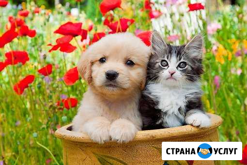 Передержка животных Брянск - изображение 1