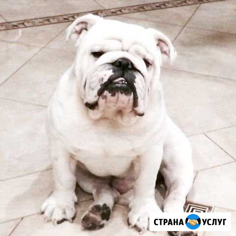 Английский бульдог Короча - изображение 1