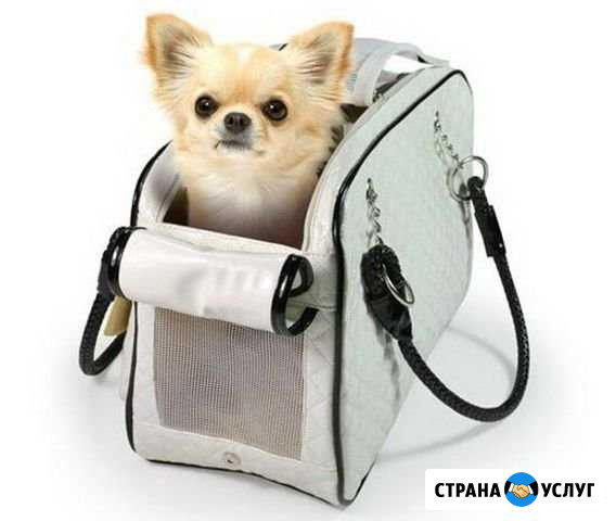 Передержка чихуахуа Нижний Новгород - изображение 1