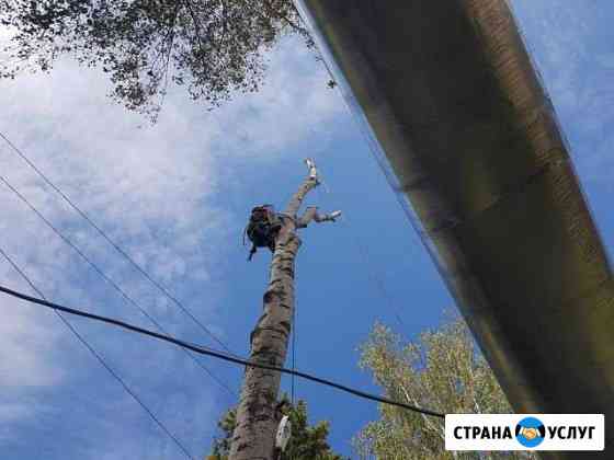 Спил деревьев около домов, заборов, проводов Дорогобуж