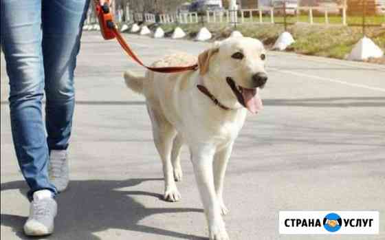 Выгул питомца Ухта