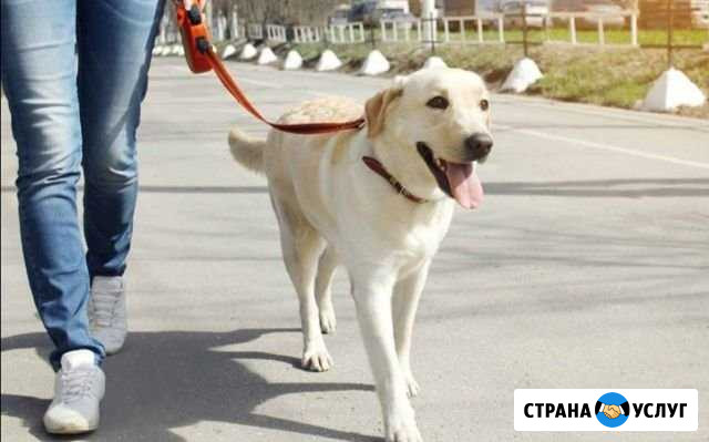 Выгул питомца Ухта - изображение 1