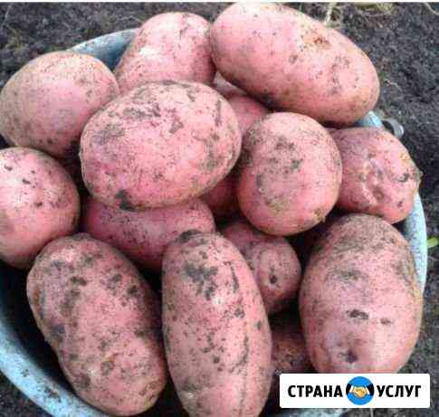 Картофель картошка Октябрьский