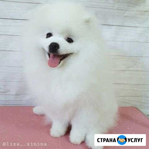 Стрижка собак и кошек Белгород - изображение 1