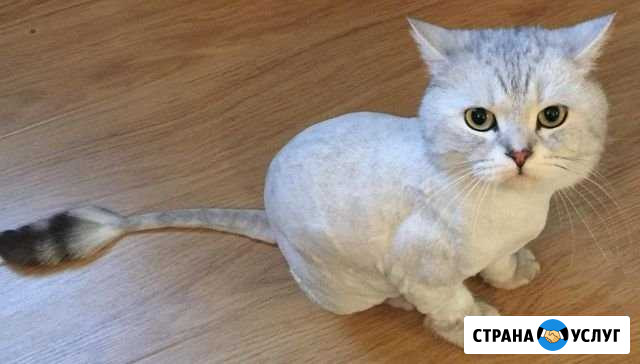 Стрижка котов и кошек Тюмень - изображение 1