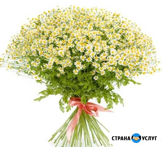 Цветы (ромашки) Касимов - изображение 1