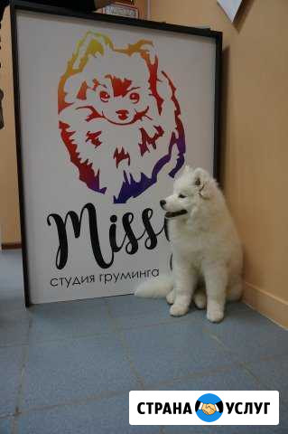 Студия груминга Missy. Стрижка кошек, собак Сургут - изображение 1