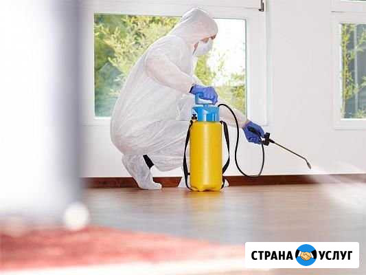 Дезинфекция помещений Лесной Городок - изображение 1