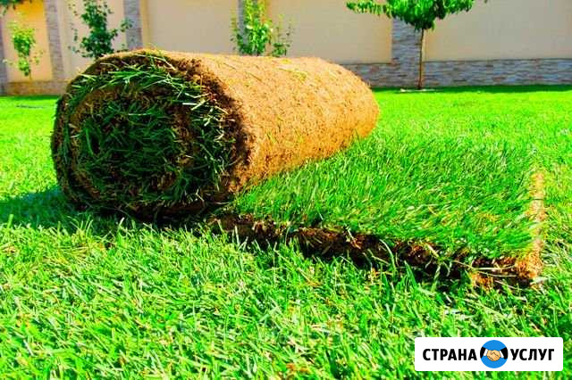 Рулонный газон Чебоксары - изображение 1