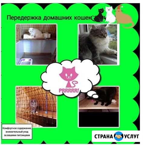 Зоогостинница для домашних кошек Петропавловск-Камчатский - изображение 1