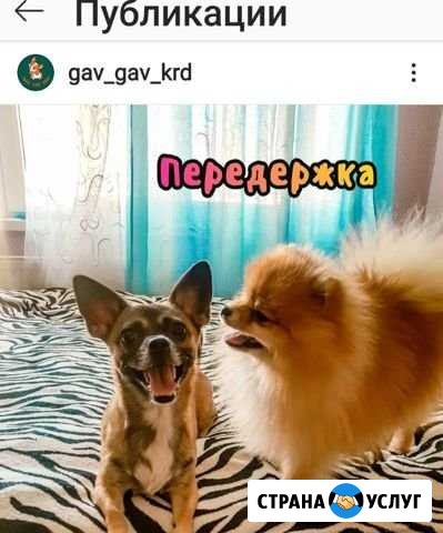 Передержка собак Краснодар - изображение 1