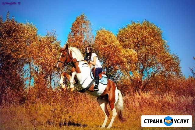 Семейные и частные фотосессии с лошадьми Белоозёрский - изображение 1