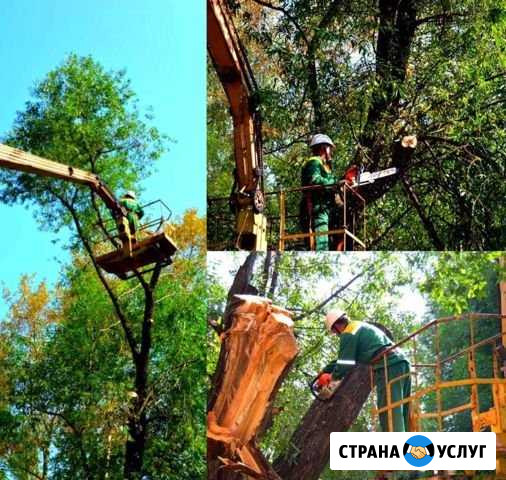 Спил деревьев,обрезка,благоустройство,снос Волгоград - изображение 1