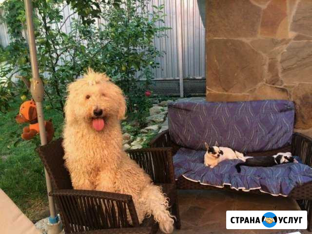 Стрижка и передержка кошек и собак Ростов-на-Дону - изображение 1