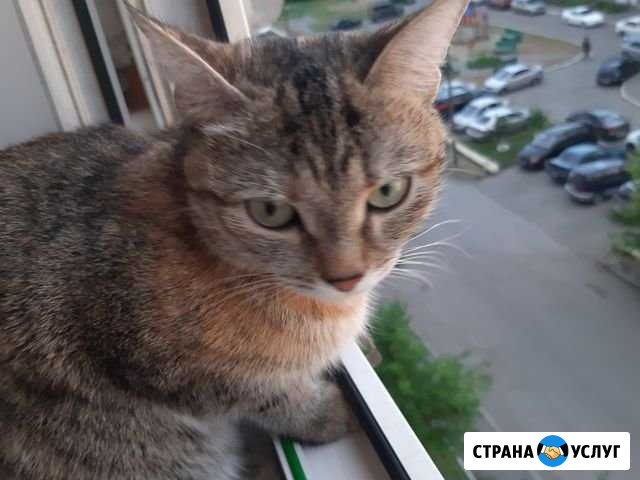 Кошка хочет котят Курган - изображение 1