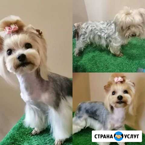 Стрижка собак,груминг Орехово-Зуево - изображение 1
