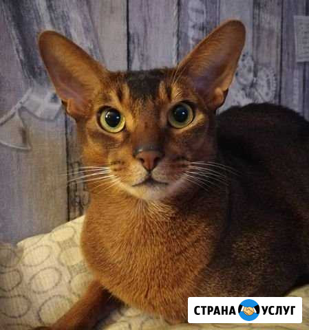 Домашняя передержка для кошек, Владивосток Владивосток - изображение 1