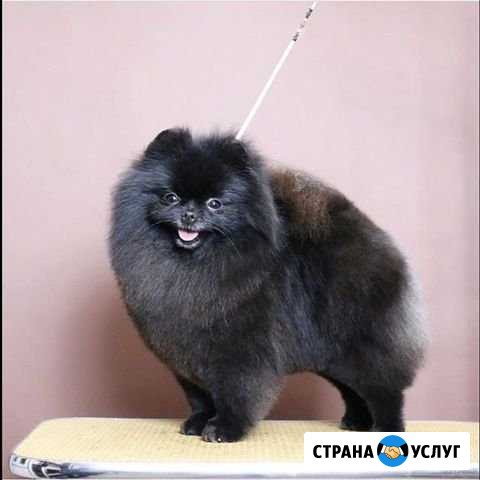Груминг-салон, Стрижка собак и кошек, Севастополь Севастополь - изображение 1