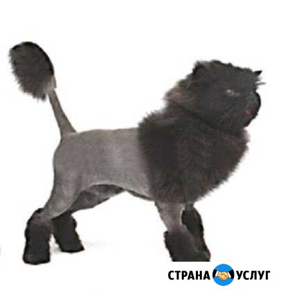 Удобная стрижка кошек Иркутск - изображение 1