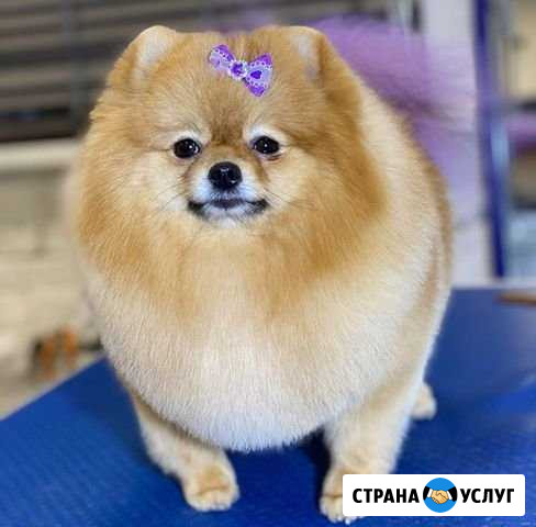 Стрижка собак и кошек Одинцово - изображение 1
