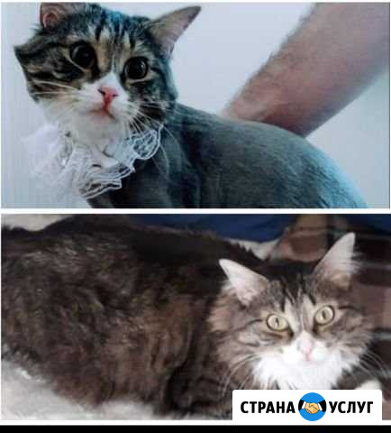 Стрижка кошек Новокузнецк - изображение 1